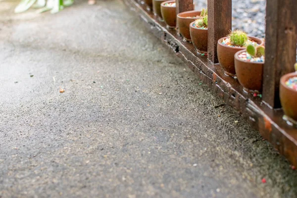 Gray Walkway Small Cactus — Stock Photo, Image