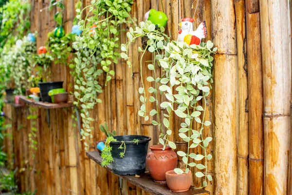 Tree Bamboo Background — Stock Photo, Image