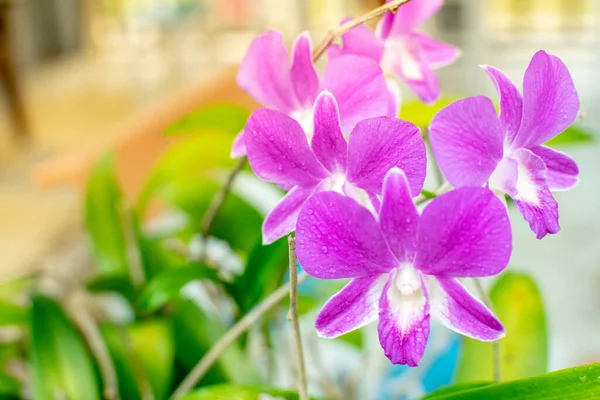 Квітучі Орхідеї Взимку — стокове фото