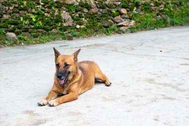 Köpek yerde yatıyor. Hayvan. 