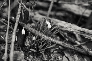 İnanılmaz bir doğa.