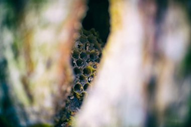 En şaşırtıcı olanı doğa.