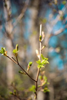 En şaşırtıcı olanı doğa.