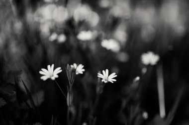 En şaşırtıcı olanı doğa.