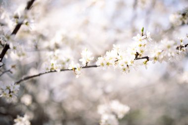 En şaşırtıcı olanı doğa.