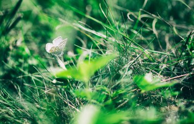 En şaşırtıcı olanı doğa.