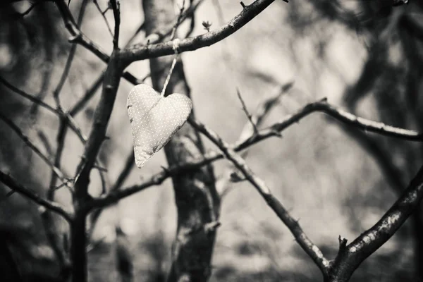 Heart — Stock Photo, Image