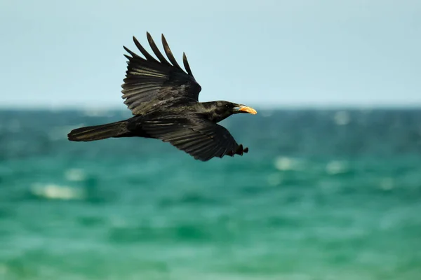 美洲乌鸦在飞越大西洋海岸线时 嘴里衔着食物 — 图库照片