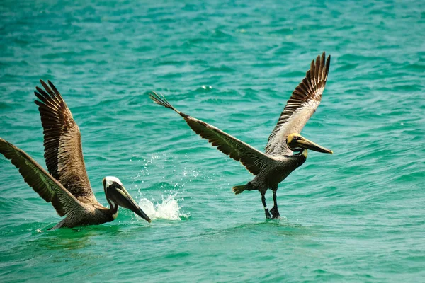 Par Pelícanos Marrones Listos Para Volar Frente Océano Atlántico Pompano —  Fotos de Stock