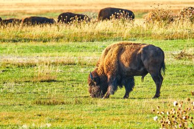 Bizon gün batımında Grand Teton Ulusal Parkı 'nda otluyor.