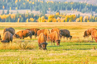 Grand Tetons 'da öğleden sonra beslenen bir bizon sürüsü.