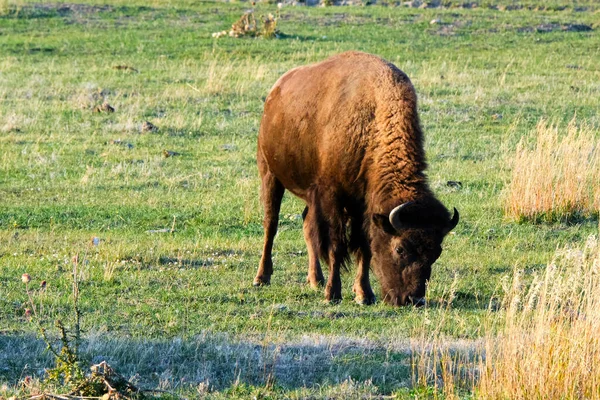 Bison Isolado Pastoreia Pôr Sol Grand Teton National Park — Fotografia de Stock