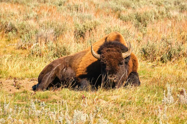 Münferit Bison güneşli bir öğleden sonra Yellowstone Ulusal Parkı 'nda dinleniyor.