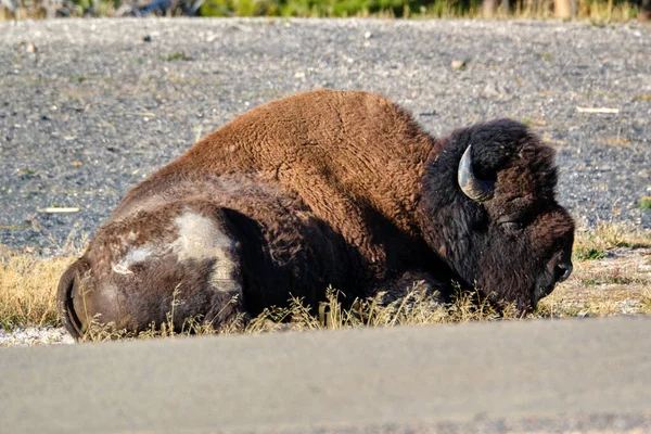 Bison Amérique Isolé Dort Près Geyser Old Faithful Dans Parc — Photo