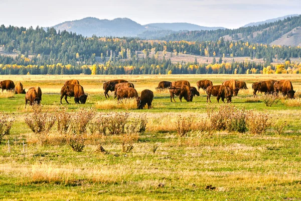 Bir Bizon sürüsü Grand Teton Ulusal Parkı 'nda gün batımında otluyor.