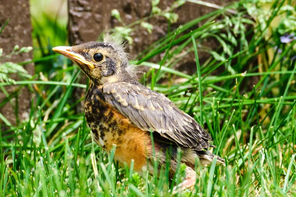 Rotkehlchen Auf Dem Boden — Stockfoto