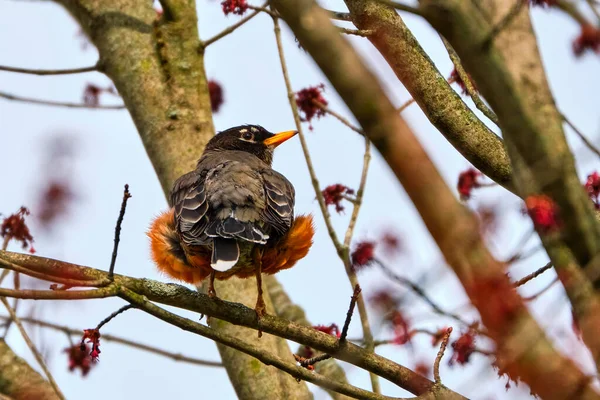 Amerikalı Robin 'in kabarık turuncu tüylü arka görüntüsü