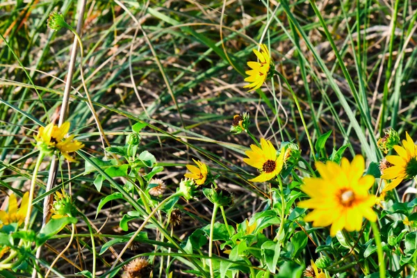 Girasoli Spiaggia Gialla Sole Del Mattino Sulla Spiaggia Pompano Florida — Foto Stock