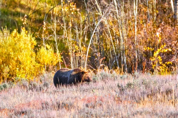 Grizzly Bear, Grand Tetons 'da Wyoming sabahında hareketli bir düşüşte yiyecek arıyor.