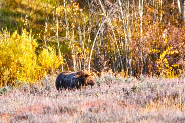 Urso Pardo Procura Comida Uma Queda Viva Wyoming Manhã Grand — Fotografia de Stock