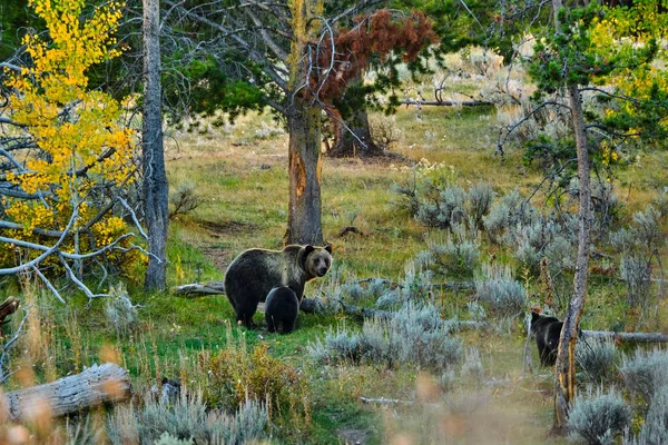 Oso Pardo Cachorros Parque Nacional Grand Teton Una Fría Noche —  Fotos de Stock