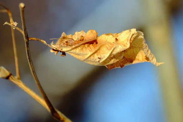 Izolovaný Mrtvý Hnědý Javorový List Zimě Pozdním Odpoledním Sluncem — Stock fotografie