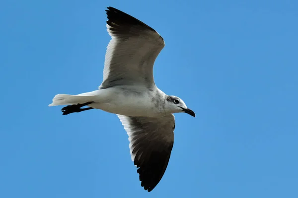 Bonapartes Gull Cruising Mot Blå Himmel Bakgrund Biloxi Mississippi — Stockfoto