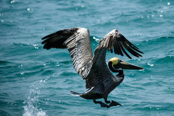 Kahverengi Pelikan, Pompano Plajı Florida 'daki Atlantik Okyanusu üzerinde kalkışta kanat açıklığı sergiliyor