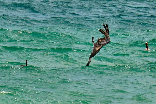 Brown Pelican Bucea Para Comer Océano Atlántico Pompano Beach Florida —  Fotos de Stock