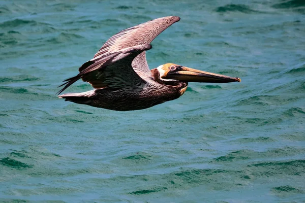 Bruine Pelikaan Vlucht Atlantische Oceaan Pompano Beach Florida — Stockfoto