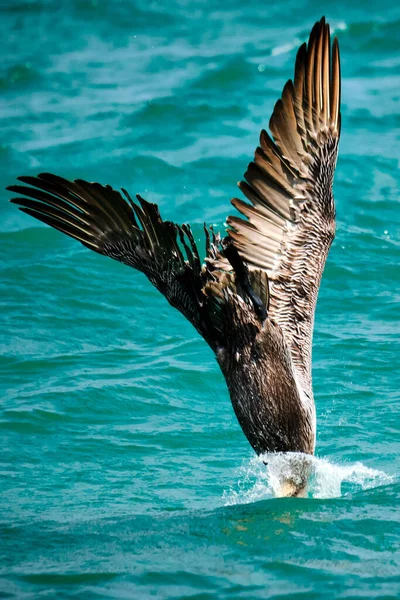Brown Pelican Καταδύσεις Στον Ατλαντικό Ωκεανό Για Ψάρια Στην Pompano — Φωτογραφία Αρχείου