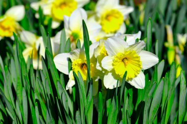 Güneşli bir bahar öğleden sonrasında nergisler çiçek açıyor.