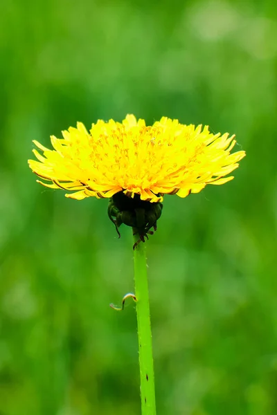 Yellow Dandelion Flower Taraxacum Officinale Isolated Close Ohio Backyard — Stock Photo, Image