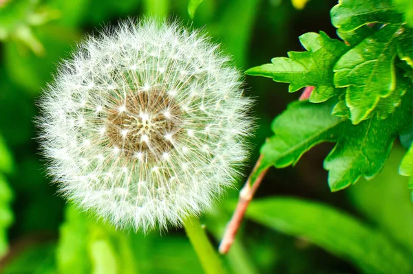 Karahindiba pappaları üremek için rüzgardan uzağa taşınmaya hazır.