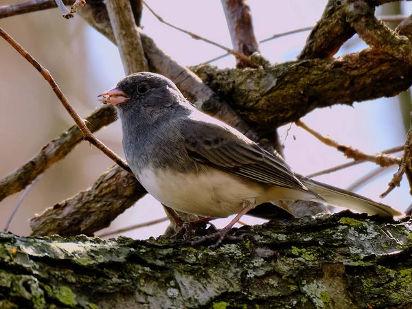 Junco Dagli Occhi Scuri Ramo Albero Con Cibo Sul Becco — Foto Stock