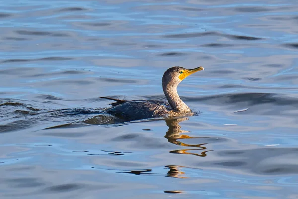 Cormoran Aigrettes Nage Dans Golfe Mexique Sur Côte Mississippi — Photo