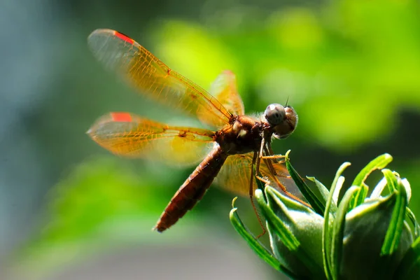 Östliche Bernsteinfarbene Libelle Thront Auf Einem Blumenbusch — Stockfoto