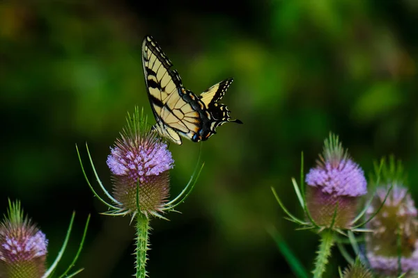 Eastern tiger swallowtail butterfly pollinates purple wildflowers