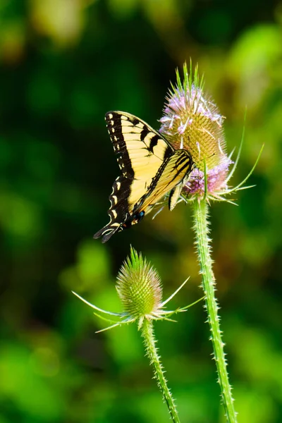 Eastern Tiger Swallowtail Butterfly Pollinates Purple Wildflowers — Stock Photo, Image