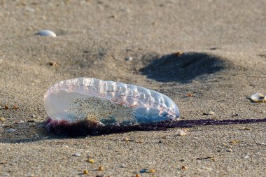 İzole edilmiş Portekizli Savaşçı Pompano Sahili 'nde gün doğumunda