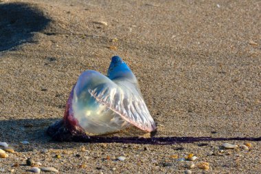 İzole edilmiş Portekizli Savaşçı Pompano Sahili 'nde gün doğumunda