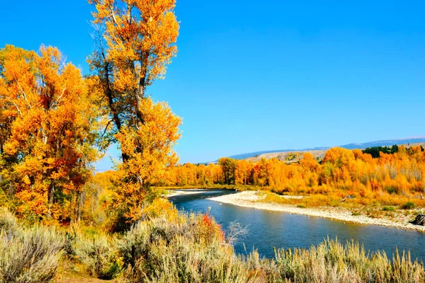 Flod Grand Tetons Omgiven Höstfärger — Stockfoto