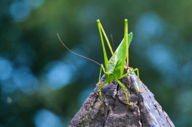 Kuzey çalı katydid sivri bir çit direğinde oturuyor.