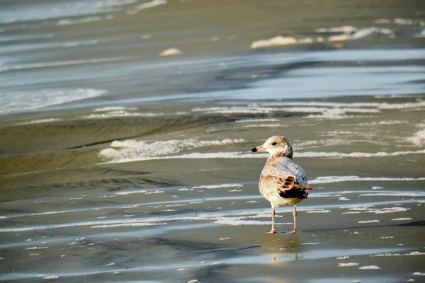 Goéland Argenté Tient Long Côte Soleil Matin — Photo