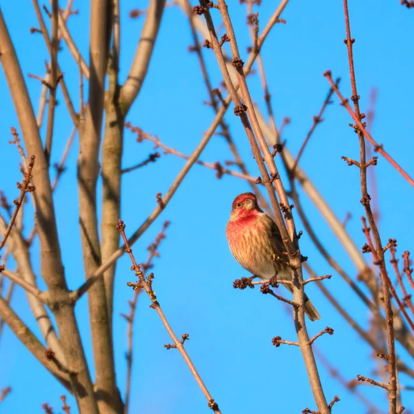 Male House Finch Winter — Stock Photo, Image