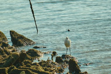 Meksika Körfezi kıyısındaki kayaların üzerinde beyaz bir balıkçıl yatar.