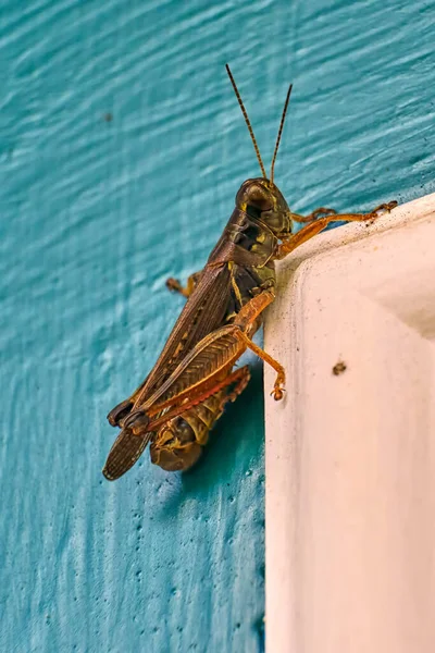 Red Legged Grasshopper Rests White Door Frame — Stock Photo, Image