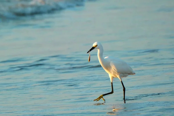 Karlı balıkçıl, Myrtle Sahili 'nin güney Carolina' sında sonbahar gündoğumunda kahvaltıda küçük bir balığı kapar.