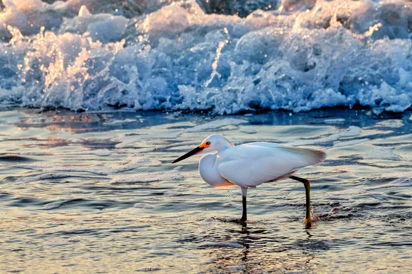 Snowy Egret Percorre Costa Myrtle Beach South Carolina Nascer Sol — Fotografia de Stock
