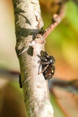 Cesur zıplayan örümcek küçük bir ağaç dalına tırmanıyor.
